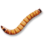 Box of 1000 Superworms