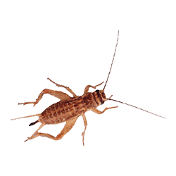 Adult Crickets